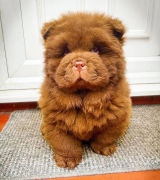 Article illustration: 16 Adorable Puppy Photos to Brighten Your Day