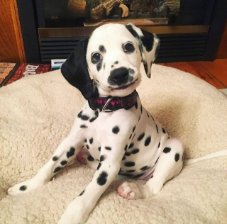 Article illustration: 16 Adorable Puppy Photos to Brighten Your Day