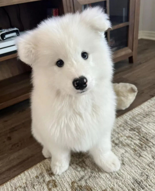 Article illustration: 16 Adorable Puppy Photos to Brighten Your Day