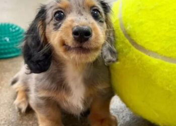 16 Adorable Puppy Photos to Brighten Your Day