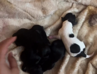 Illustration of the article: Totally reassured by the presence of her mistress, this Maltipoo dog gives birth to 4 puppies (video)