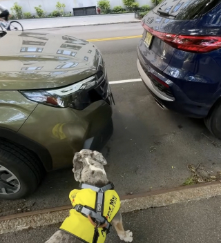 Illustration of the article: This Pitbull in foster care prefers to watch cars rather than play (video)