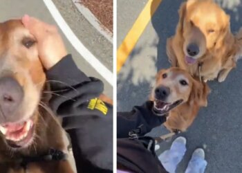A Golden Retriever takes care of his pregnant owner during their walk (video)