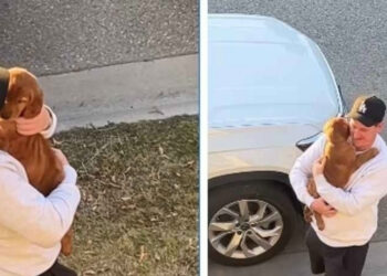 A dad surprises his children with a Golden Retriever puppy and triggers an immense reaction of joy (video)