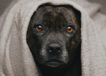 A dog's normal body temperature is 37°C like us: myth or reality?