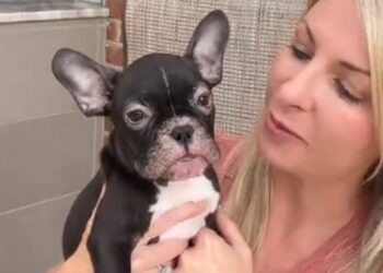 A driver stops to rescue a sick French Bulldog puppy abandoned on the road and films his recovery