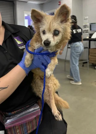 Illustration of the article: Abandoned because of her old age, this 22-year-old deaf and blind dog finds comfort with a volunteer