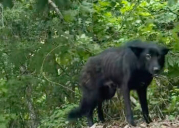 Abandoned in the wild, this exhausted dog protected her babies at all costs until the arrival of a benefactress (video)