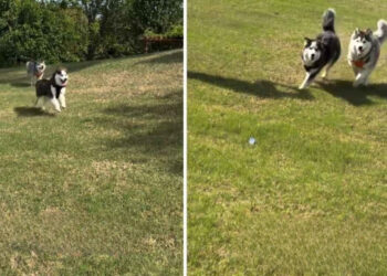 Abandoned just before the sale of their house, these 2 Huskies are adopted by the new owner and find their home (video)