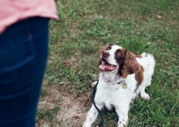According to a scientific study, your dog remembers your past actions thanks to episodic memory
