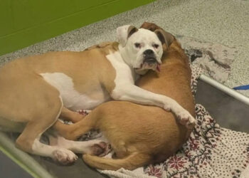 After Adopting His Brother, An Anxious Shelter Dog Finds Comfort With Another Resident Who Always Watched Over Him