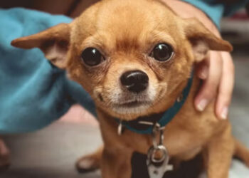 Blind, abandoned dog finally feels safe thanks to a shelter for elderly animals and his new friends