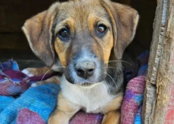 Covered in fleas and ticks in a field, this puppy is a 'little miracle waiting for a loving forever family'