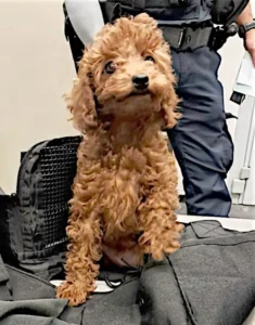 Toy poodle has to be in quarantine