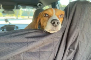 Illustration of the article: Deemed too gentle to hunt, this Beagle left in a dilapidated enclosure by a hunter is saved then adopted by a loving family