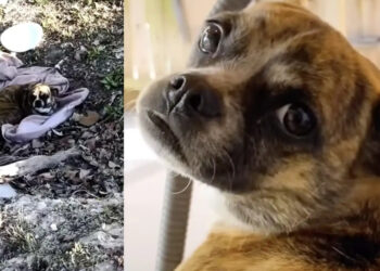 Discovered in a ditch, this dog overcomes her shyness in foster care and experiences the joy of adoption