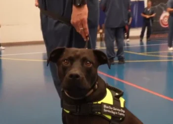 Dogs from the street or from shelters are trained by prisoners to accompany and help traumatized former soldiers