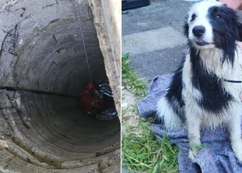 Fell into a 15 meter well filled with water, this dog was brought up safely by firefighters and returned to his family