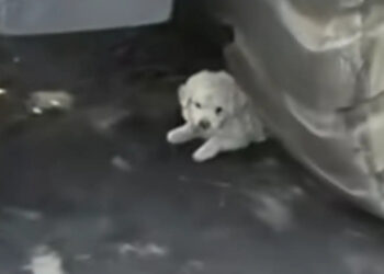 “He was trying to make himself as small and invisible as possible”, this terrified puppy hiding under a truck was just waiting to be saved
