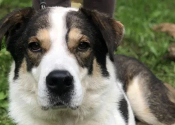 In Dordogne, justice recognizes the extreme mistreatment suffered by Louki, a dog found in a bag with its muzzle and paws taped