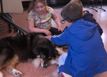 In this Allier museum, an Australian Shepherd helps children with disabilities discover art (video)