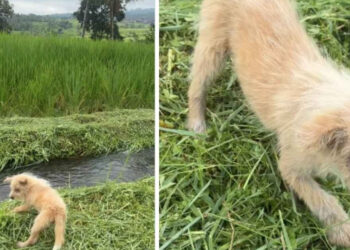 Left alone in a rice field with infected skin and eyes, this puppy finally finds help from a kind-hearted hiker (video)