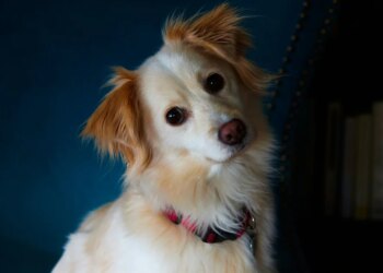 Lie detection: study proves dogs ignore humans who lie to them