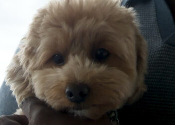 Newly installed microchip scanning station by police helps lost dog return to family