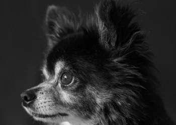 Police rescue 24 skinny, water-deprived Chihuahuas locked in car for weeks