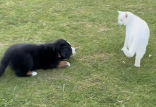 Illustration of the article: Rejected by all the animals on the farm, a little Bernese Mountain dog finally finds friendship with a sheep (video)