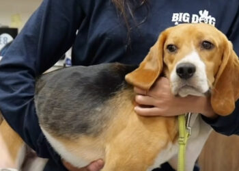 Rescued from a breeding facility destined for laboratories, a Beagle believed to have been killed by an alligator after running away resurfaces