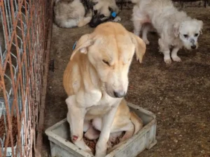 Dog rescue from Alexandria - Killed in Romania