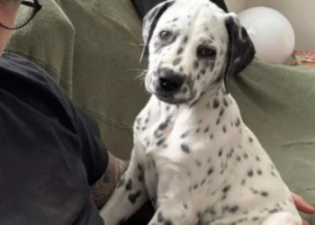 This Unique-Looking Dalmatian-Staffie Cross Puppy Is Finally Living a Normal Life After Suffering From Ringworm