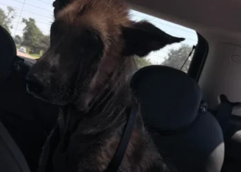 This stray German Shepherd had almost no hair left, a big-hearted motorist saves him and adopts him