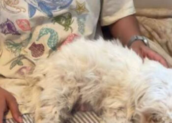 Totally reassured by the presence of her mistress, this Maltipoo dog gives birth to 4 puppies (video)