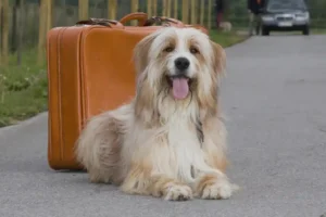 Traveling on vacation with your dog.