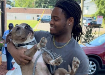 Worried about his injured dog, an owner camps all night in front of a veterinary clinic to stay close to her (video)