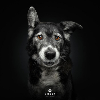 Illustration of the article: 14 photos of elderly dogs to melt your heart