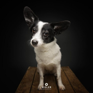 Illustration of the article: 14 photos of elderly dogs to melt your heart