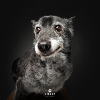Illustration of the article: 14 photos of elderly dogs to melt your heart