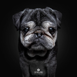 Illustration of the article: 14 photos of elderly dogs to melt your heart