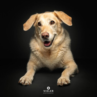 Illustration of the article: 14 photos of elderly dogs to melt your heart