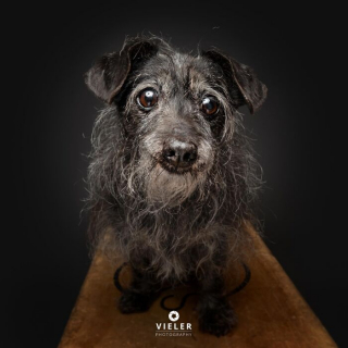 Illustration of the article: 14 photos of elderly dogs to melt your heart