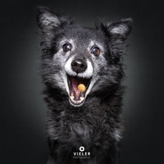 Illustration of the article: 14 photos of elderly dogs to melt your heart