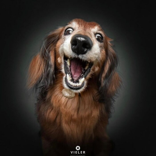 Illustration of the article: 14 photos of elderly dogs to melt your heart