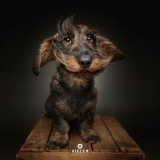 Illustration of the article: 14 photos of elderly dogs to melt your heart