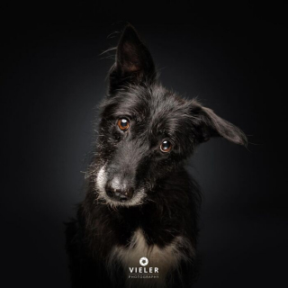 Illustration of the article: 14 photos of elderly dogs to melt your heart