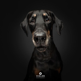 Illustration of the article: 14 photos of elderly dogs to melt your heart