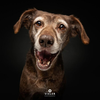 Illustration of the article: 14 photos of elderly dogs to melt your heart