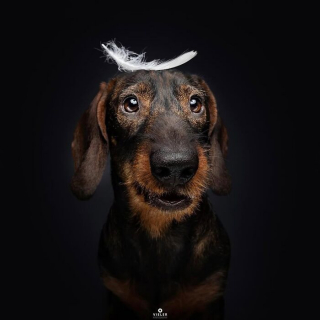 Illustration of the article: 14 photos of elderly dogs to melt your heart